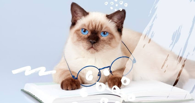 Cute business cat is wearing glasses reading note book