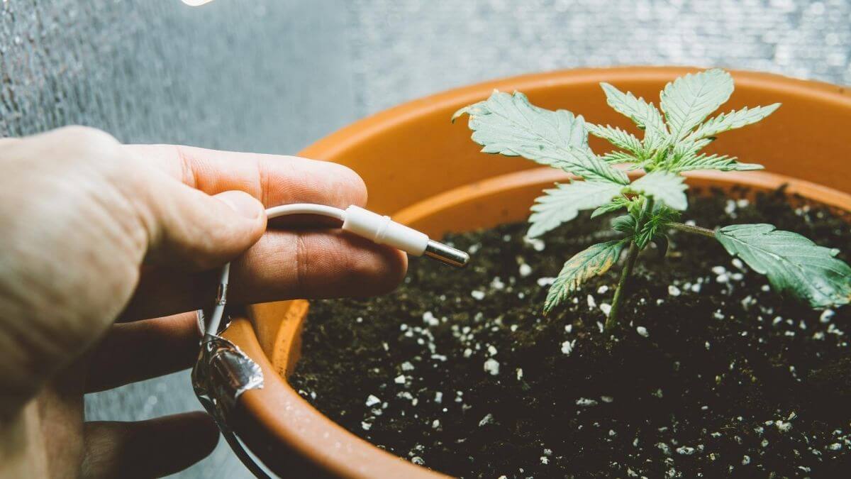 How long does it take to grow Marijuana completely