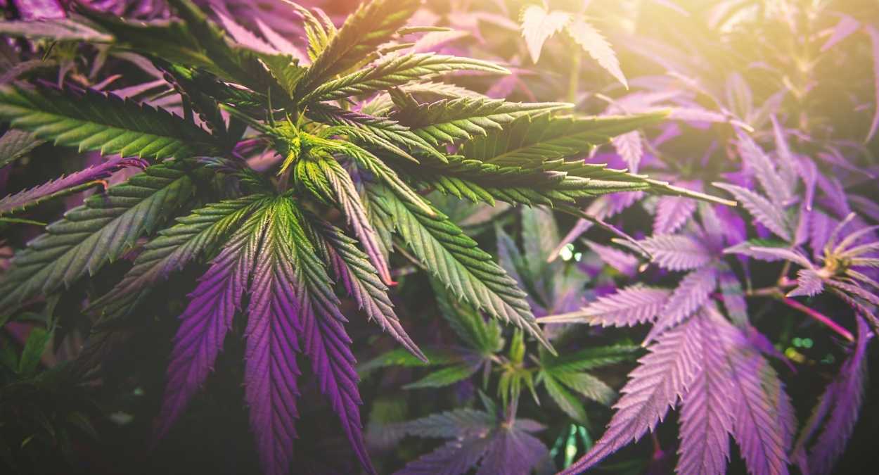 Why is 2021 the Defining Year for Cannabis Users?